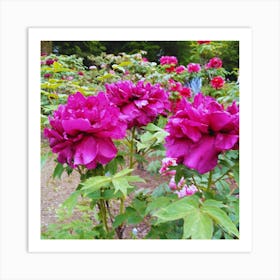 Peonies In The Garden 2 Art Print