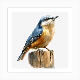 Blue Nuthatch Art Print