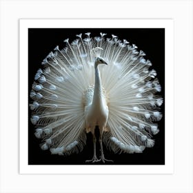 Peacock 7 Art Print