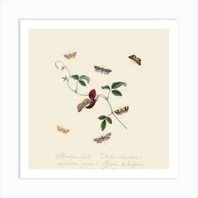 Butterfly On A Branch Art Print