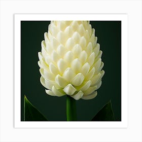 White Tulip Art Print