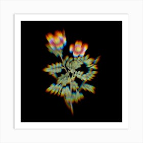 Prism Shift Variegated Burnet Rose Botanical Illustration on Black n.0068 Art Print