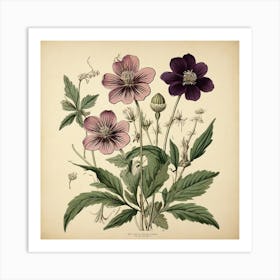 Halonium Wildflower Vintage Botanical Art Print 1 Art Print