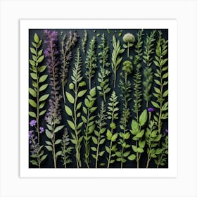 Arrangement Of Herbs On A Black Background Art Print