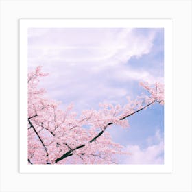 Cherry Blossoms On A Tree Art Print