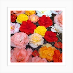 Carnations 3 Art Print