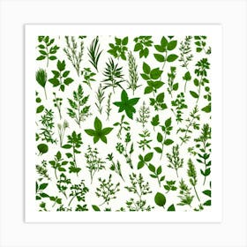 Green Herbs On White Background Art Print