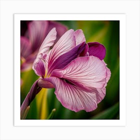 Purple Iris Art Print