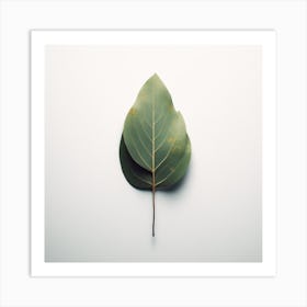 Eucalyptus Leaf 10 Art Print