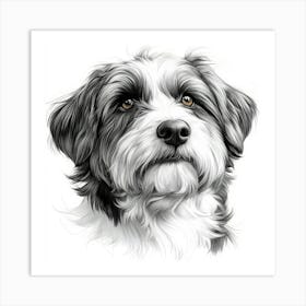 Bearded Collie Art Print