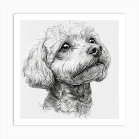 Poodle 1 Art Print