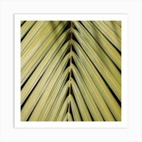 Palm Leaf In The Sun Square Art Print