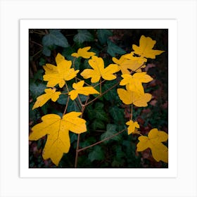 Autumn Leaves In The Forest 2 Art Print