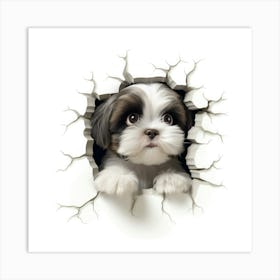 Shih Tzu 3 Art Print