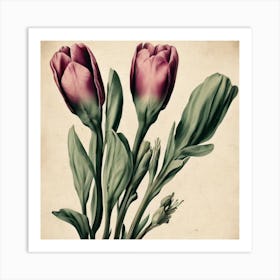 Tulips Eustoma Floral Botanical Vintage Poster Flower Art Print Art Print