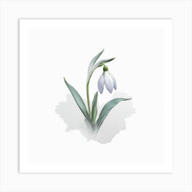 Snowdrop Art Print