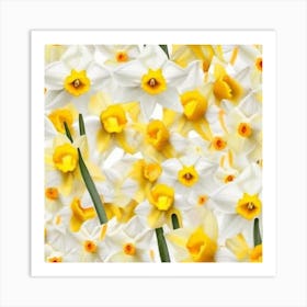 Daffodils 6 Art Print