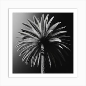 Black And White Palm Tree 3 Art Print