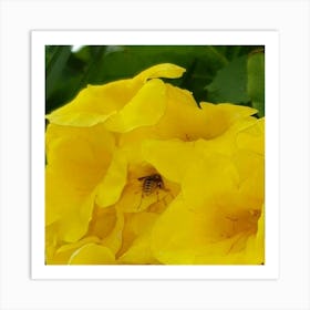 Bee On Yellow Flowers Art Print