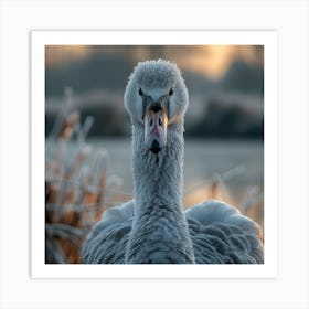 Swan In Winter Art Print