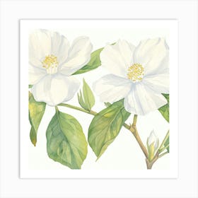 White Jasmine Art Print