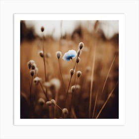 Blue Corn Flower No 6 Art Print