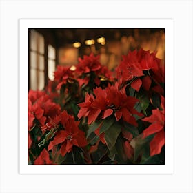 Poinsettias Art Print