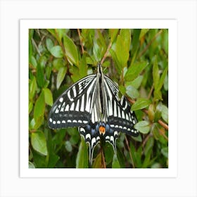 Butterfly 2 Art Print