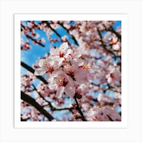 Cherry Blossoms 21 Art Print