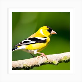 Goldfinch 12 Art Print