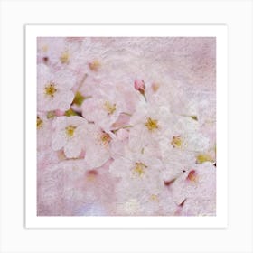 Cherry Blossoms 5 Art Print