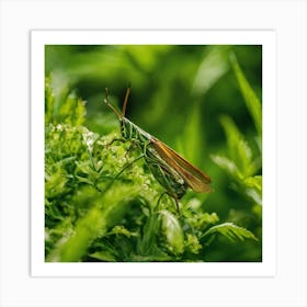 Grasshopper 50 Art Print