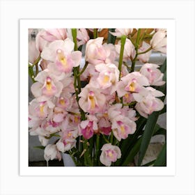 Orchids 38 Art Print