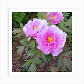 Peonies 1 Art Print