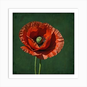 Red Poppy Art Print