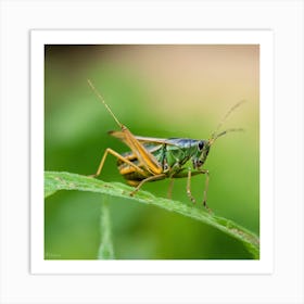 Grasshopper 14 Art Print