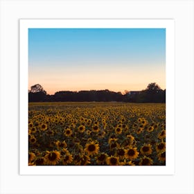 Sunflower Field At Sunset Art Print