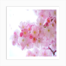 Cherry Blossoms Art Print