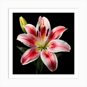 Lily Stock Videos & Royalty-Free Footage Art Print