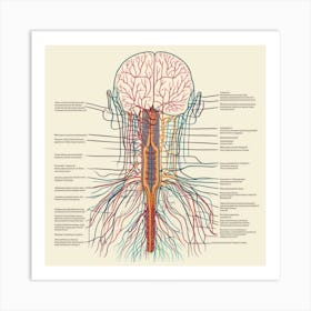 Anatomy Of The Head And Neck Art Print