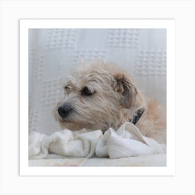 Dog Laying On A Blanket 2 Art Print