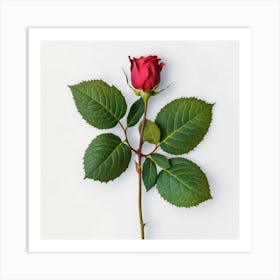 Single Red Rose Art Print