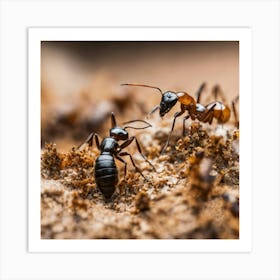 Ants On The Ground Art Print