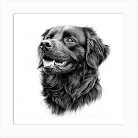 Newfoundland 1 Art Print