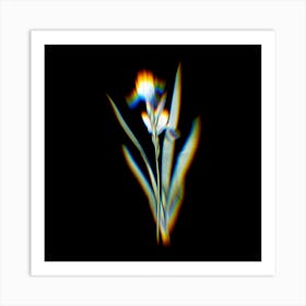 Prism Shift Tall Bearded Iris Botanical Illustration on Black n.0185 Art Print