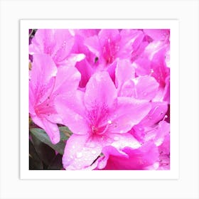 Pink Azaleas 6 Art Print