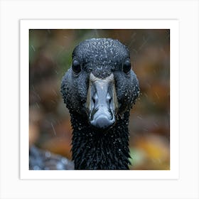 Black Geese In The Rain Art Print