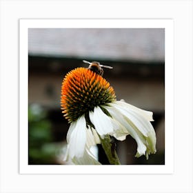 Bee On A Flower  Color Nature Photography Square Art Print