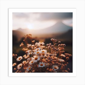 Daisies At Sunset Art Print