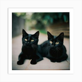 Black cats Art Print